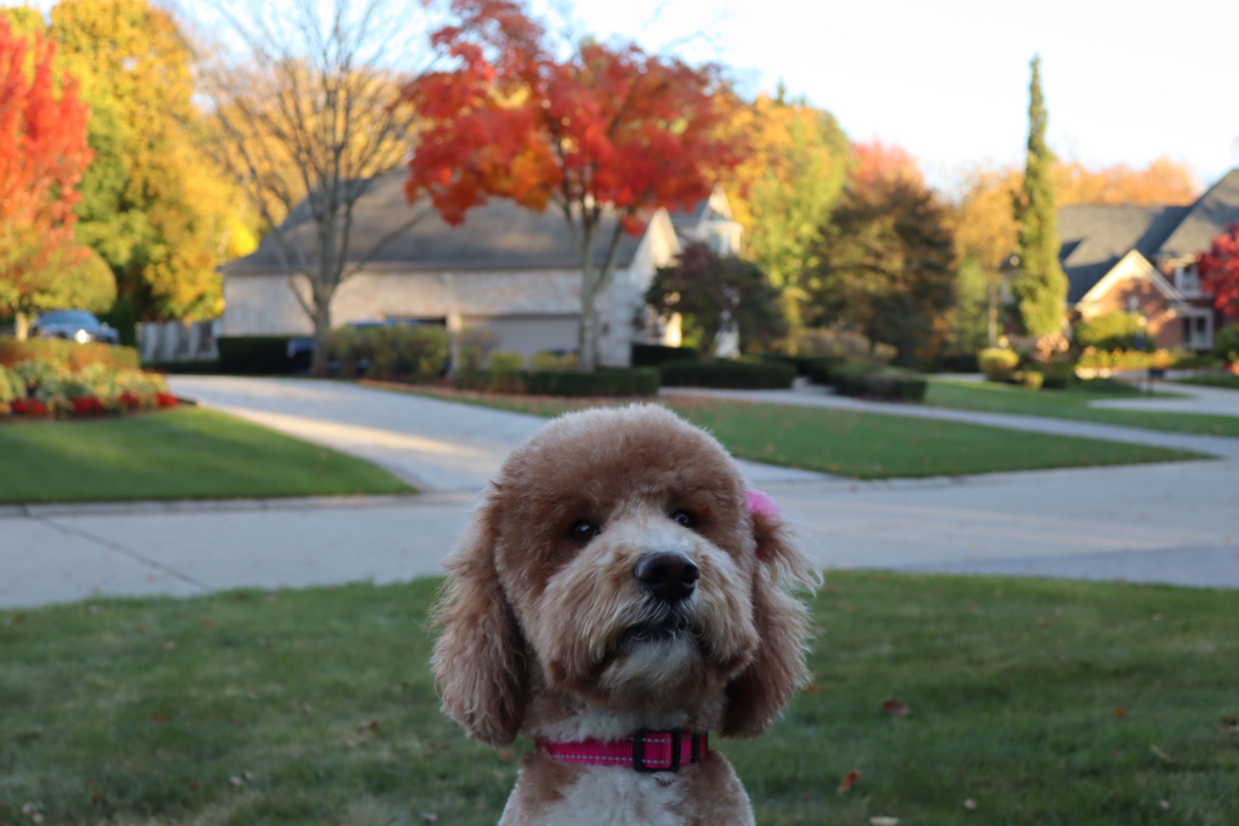 Dog portrait in an autumn neighborhood by Patrick’s Photography